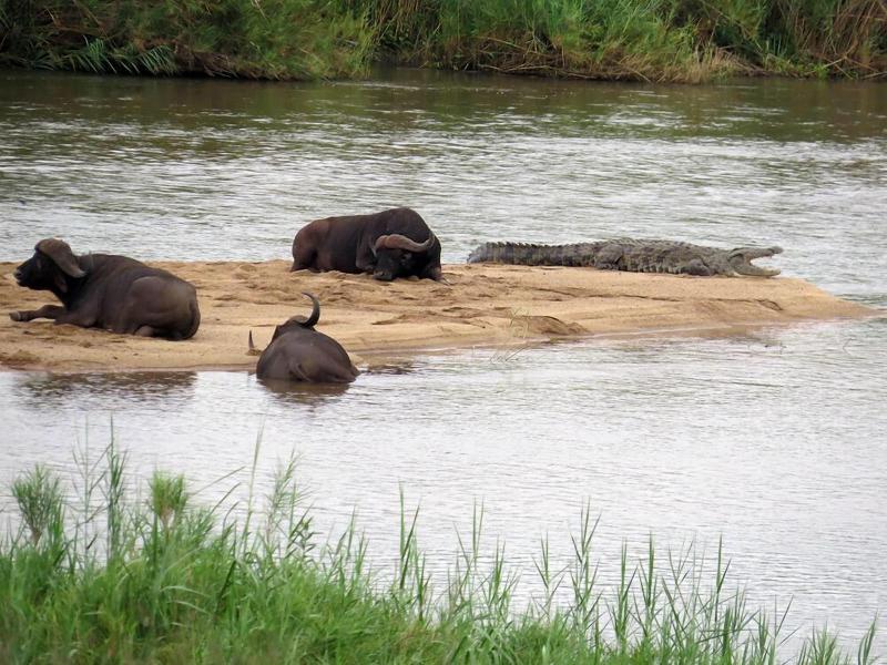 Crocodile Bridge Safari Lodge image