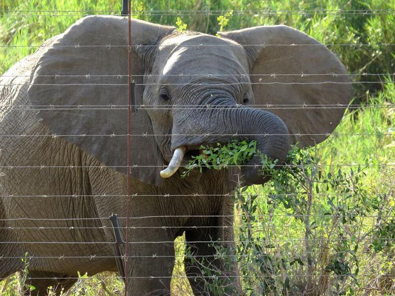 Crocodile Bridge Safari Lodge image