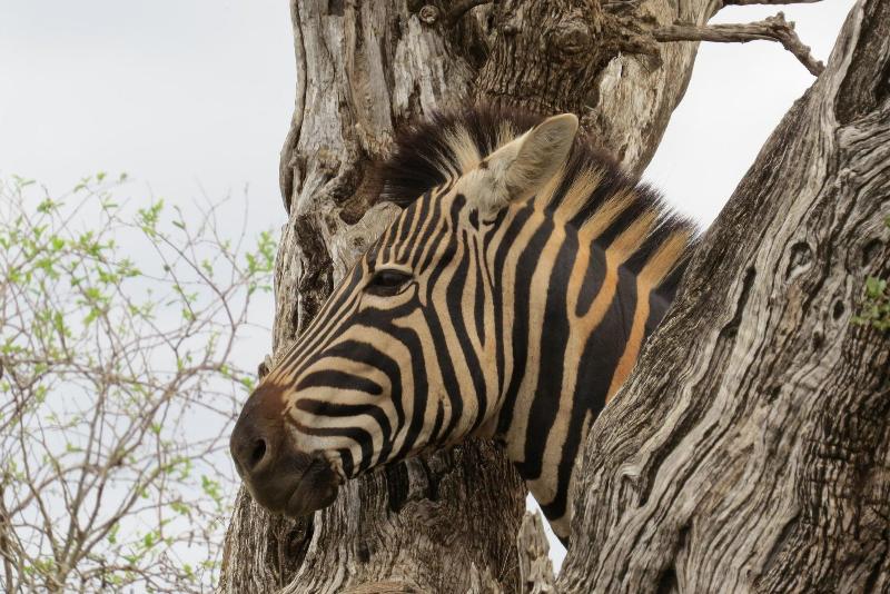 Crocodile Bridge Safari Lodge image