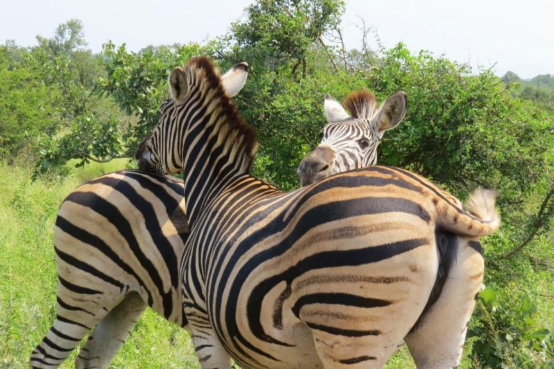 Crocodile Bridge Safari Lodge image