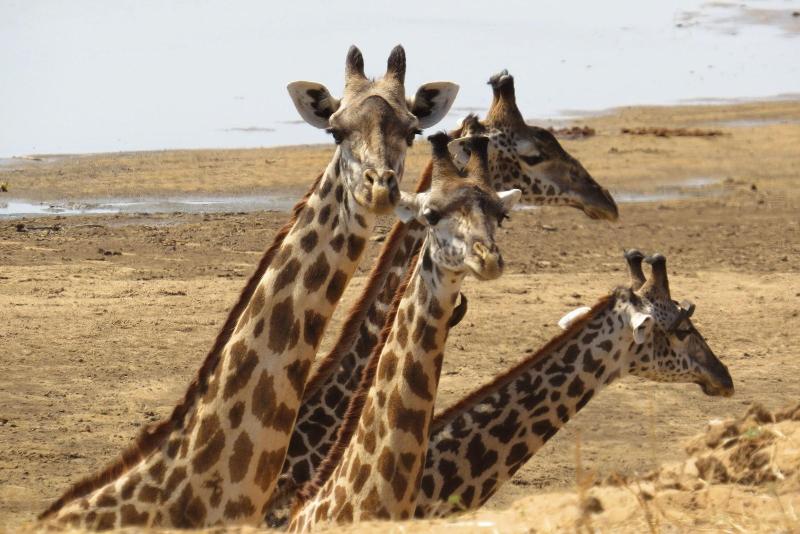 Crocodile Bridge Safari Lodge image