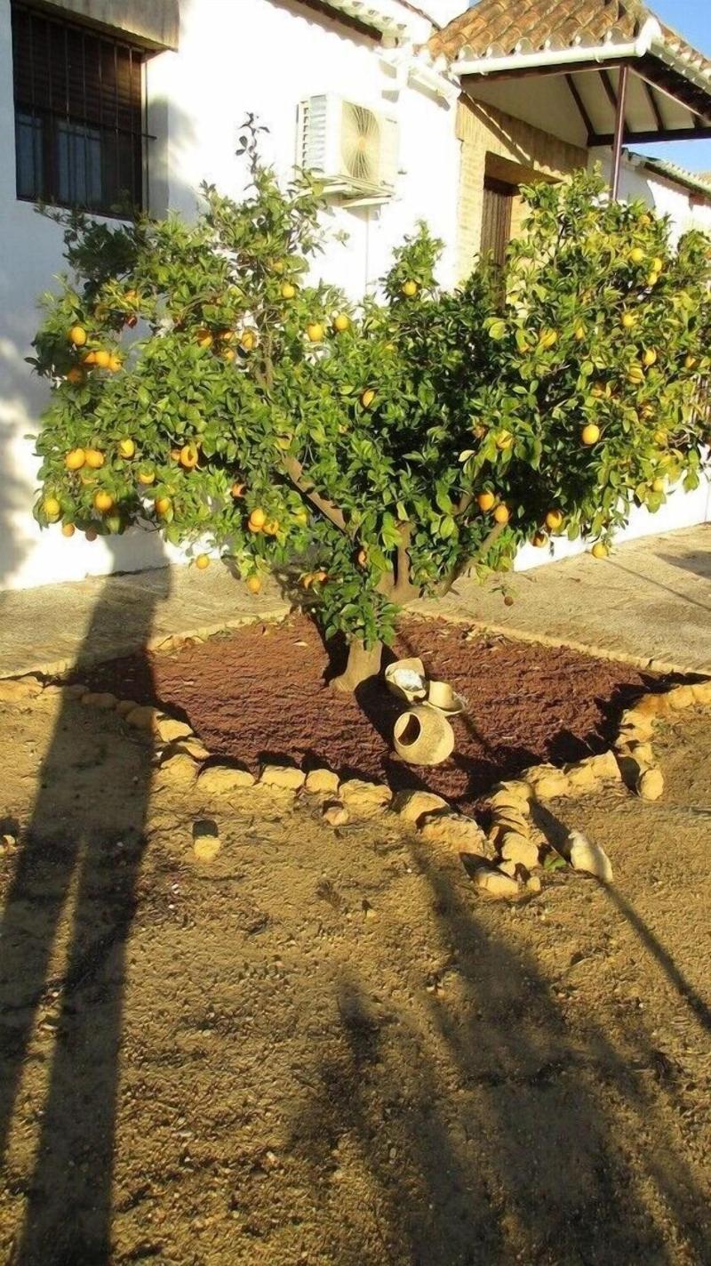 Cortijo Santa Clara image