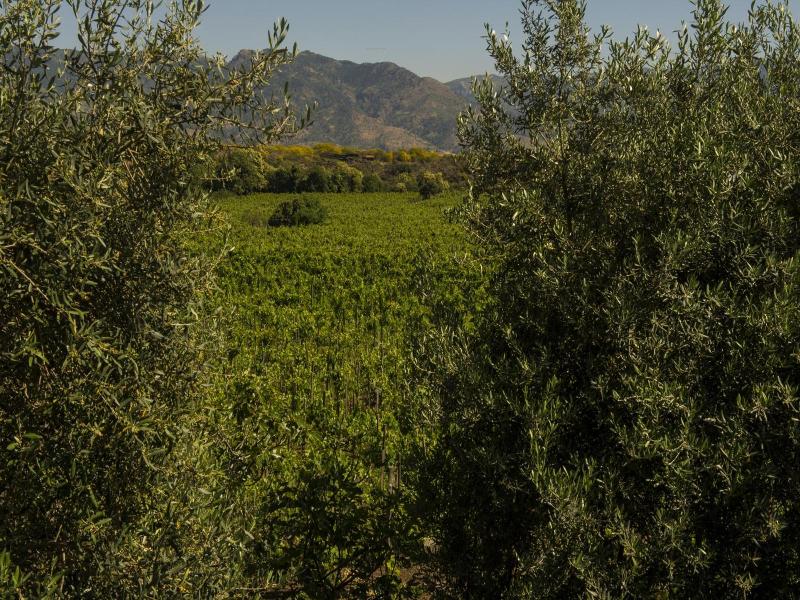 Tenuta di Fessina image