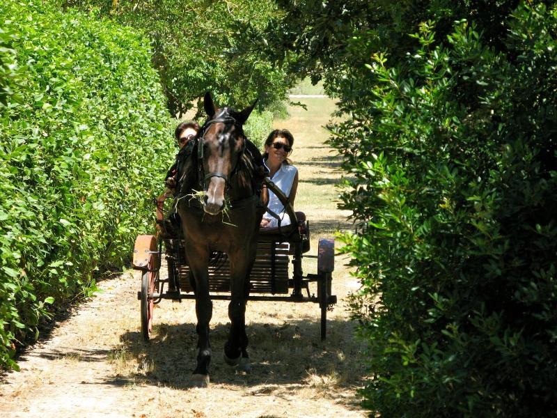 Tenuta Sant'Andrea image