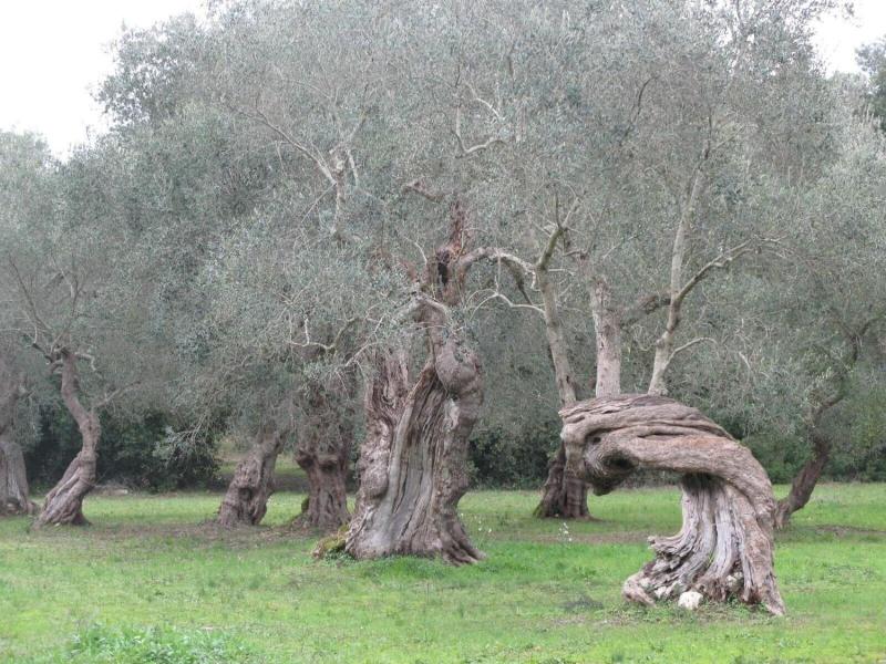 Tenuta Sant'Andrea image