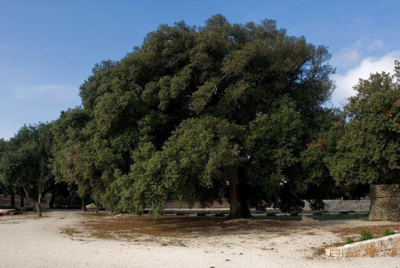 Masseria Iazzo Scagno image