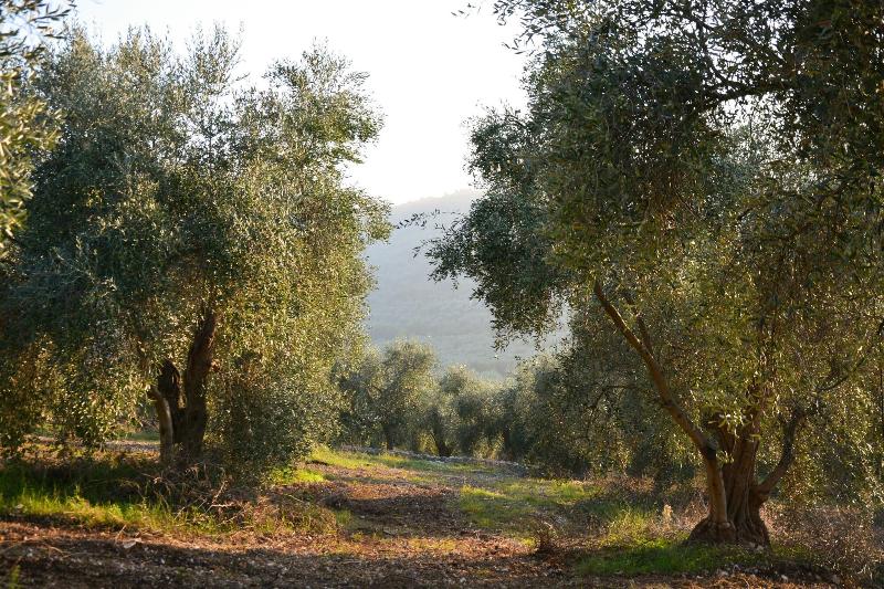 Torre Bruno image