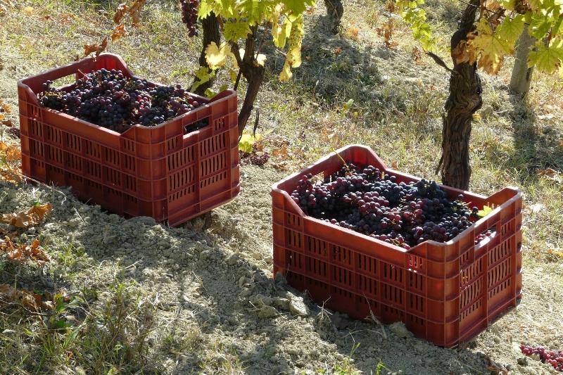 Tenuta Tenaglia image