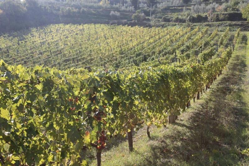 Agriturismo La casella image