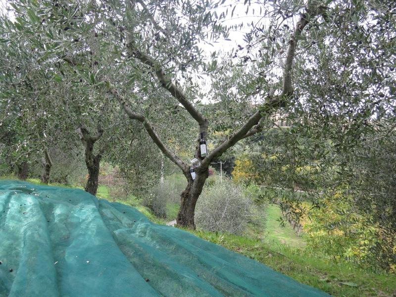Agriturismo La casella image