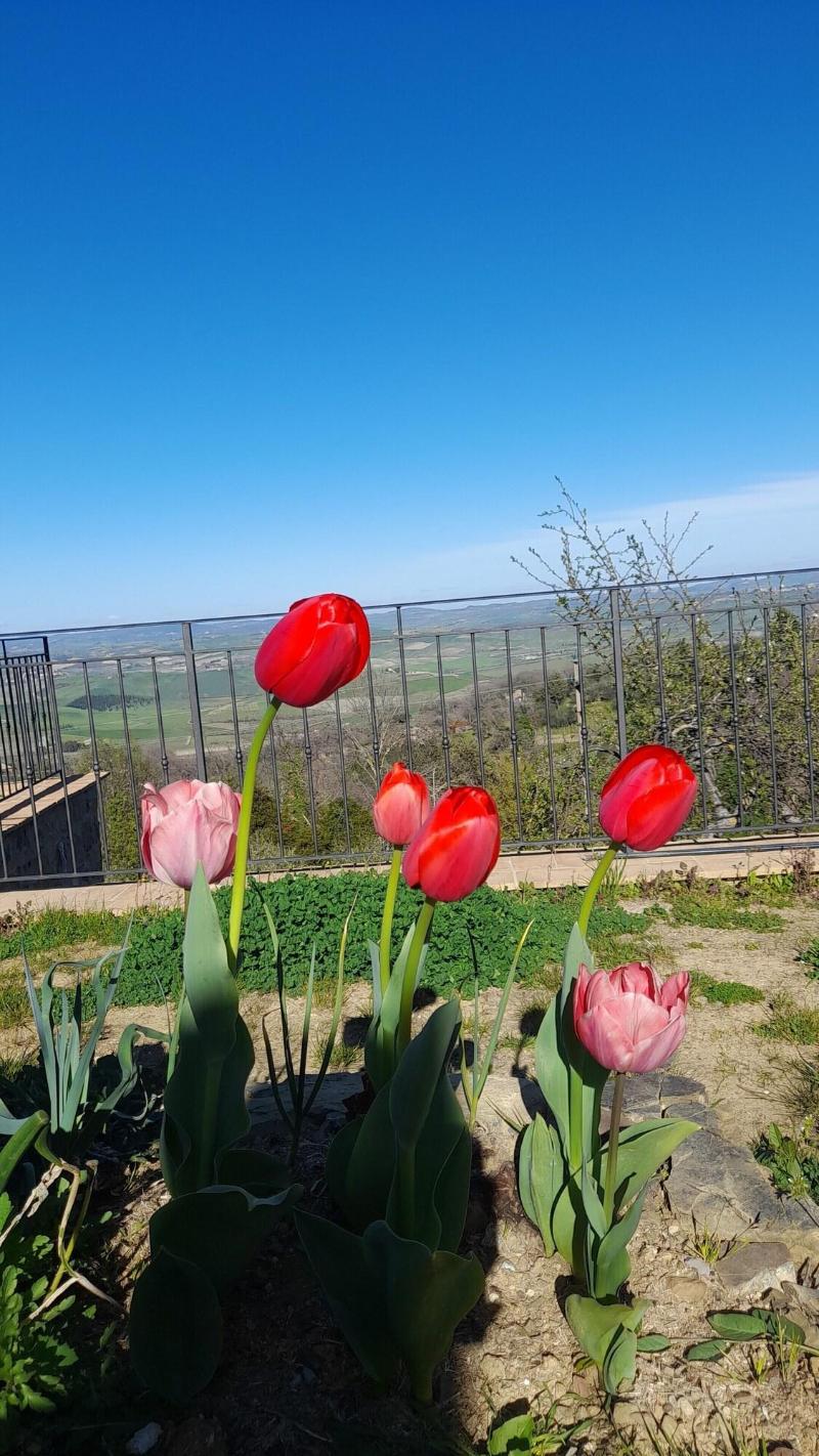 Agriturismo La casella image