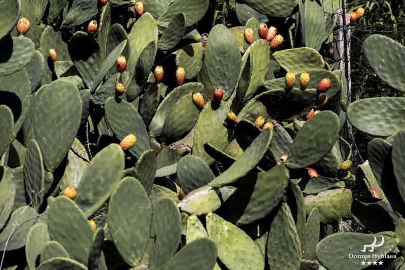 Domus Hyblaea image