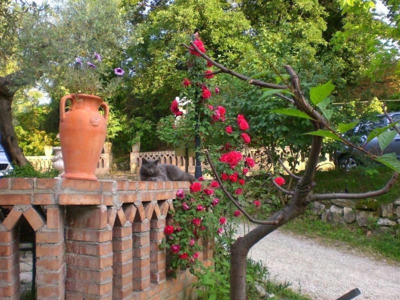 Il Quadrifoglio image