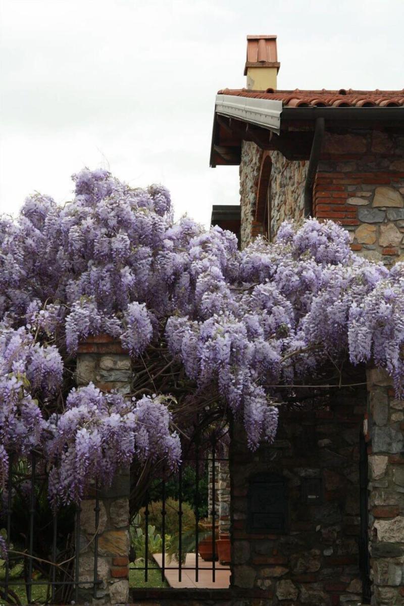 Pietra & Glicine B&B image