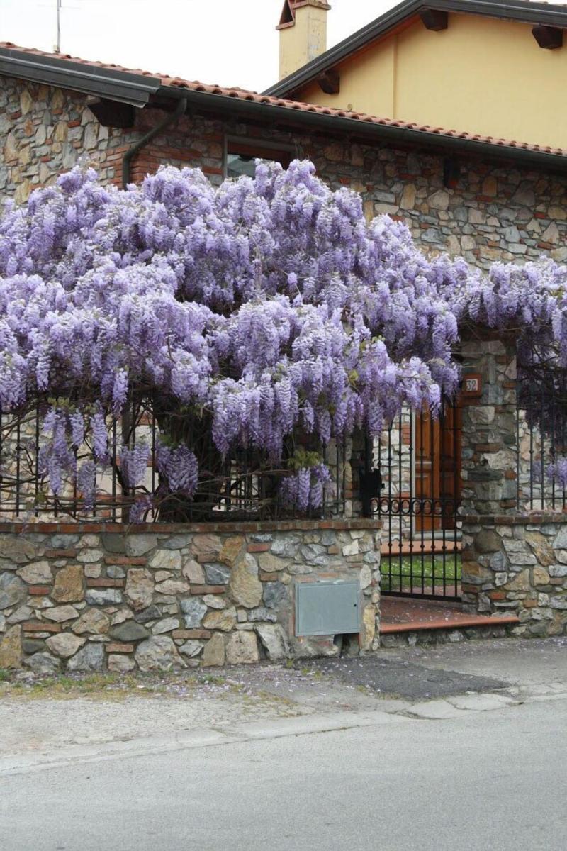 Pietra & Glicine B&B image