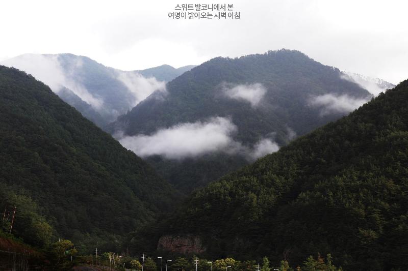 Pine Forest image
