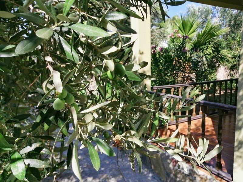 Assos Buyuk Yildizsaray Otel image