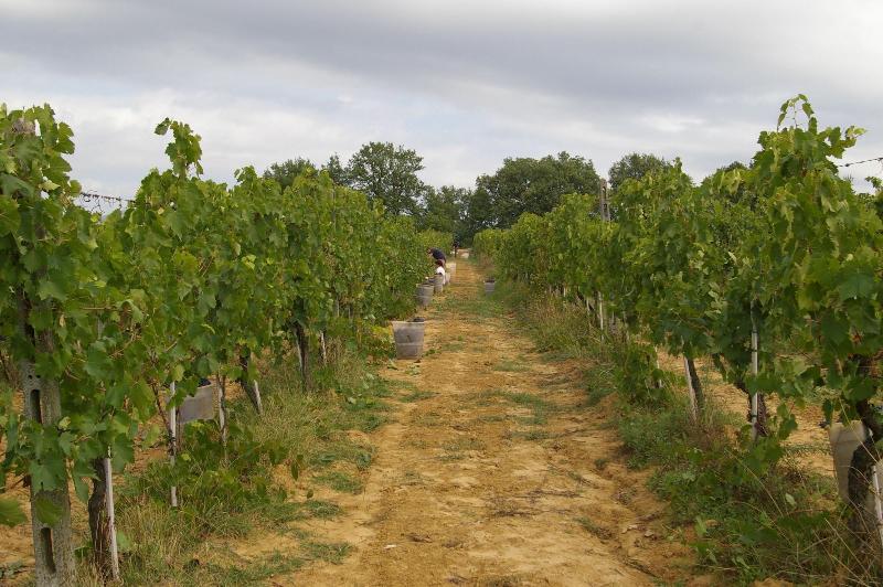 Agriturismo Le Baccane image
