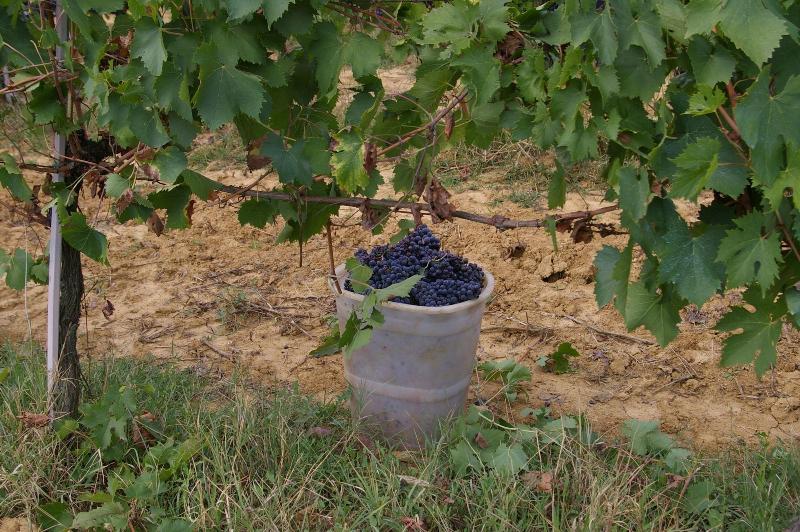 Agriturismo Le Baccane image