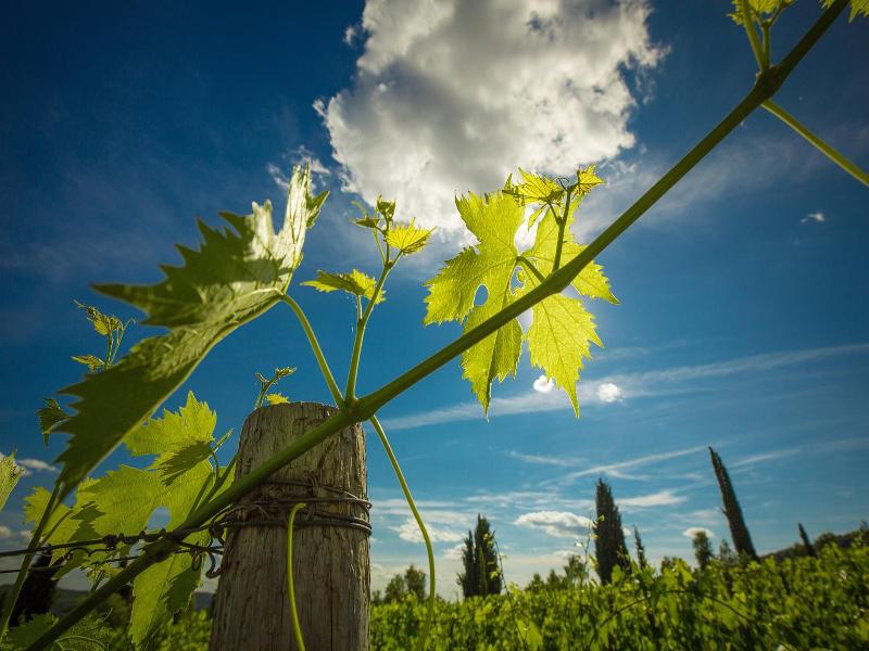 Castello di Volpaia image