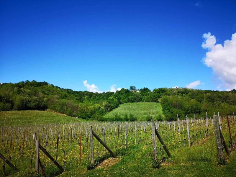 Il Roncal Wine Resort image
