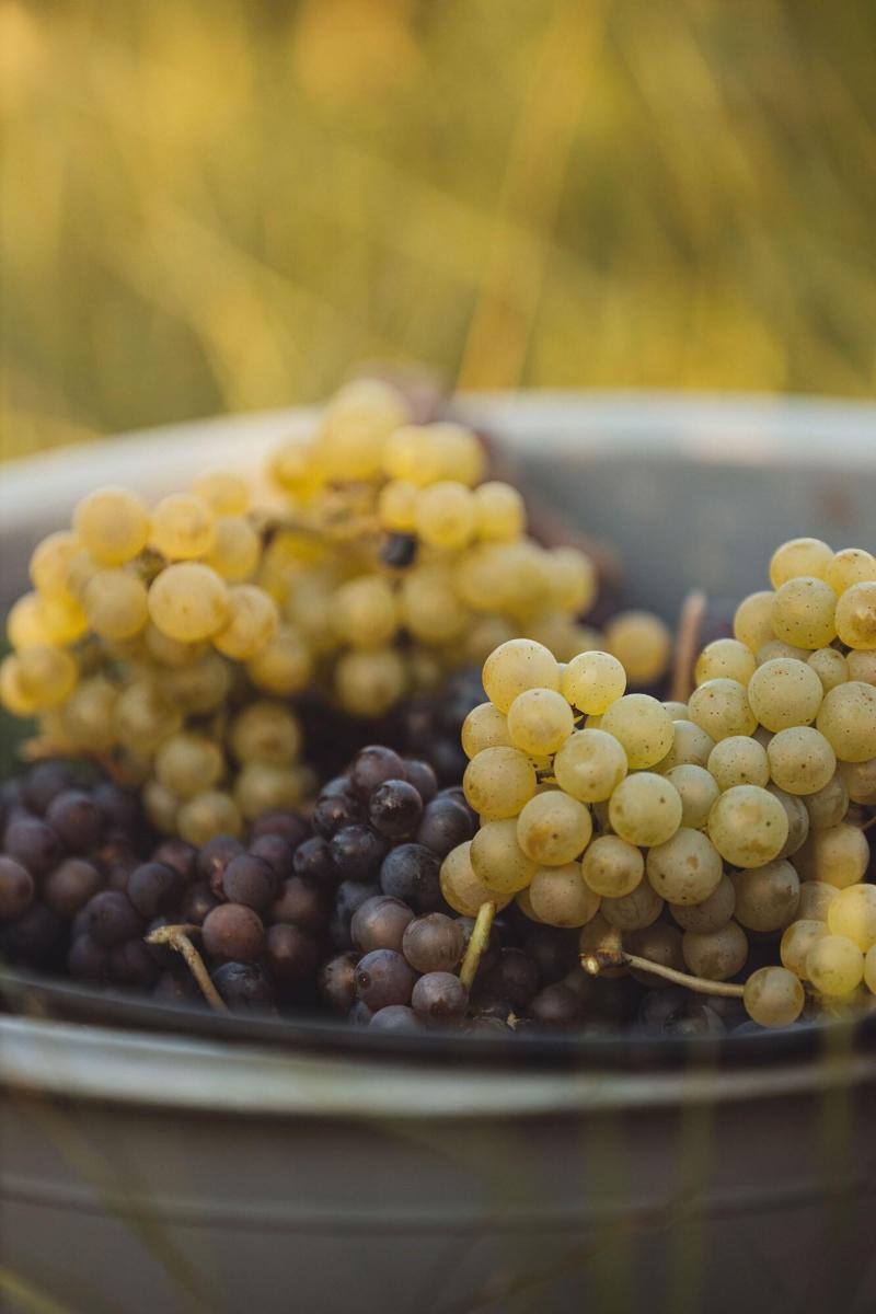 Il Roncal Wine Resort image