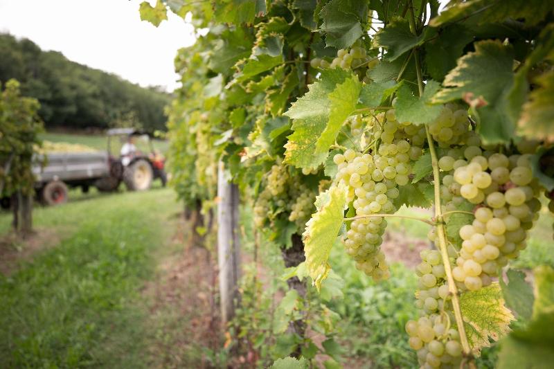 Il Roncal Wine Resort image
