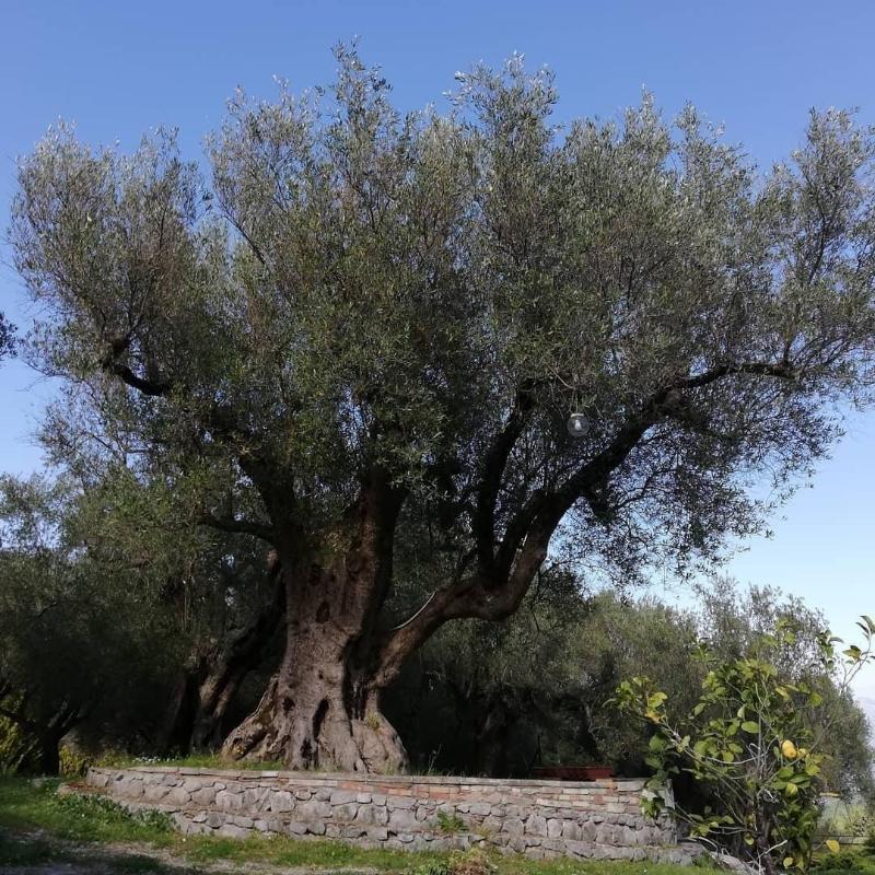 Pie' d'Ulivo — photo 4