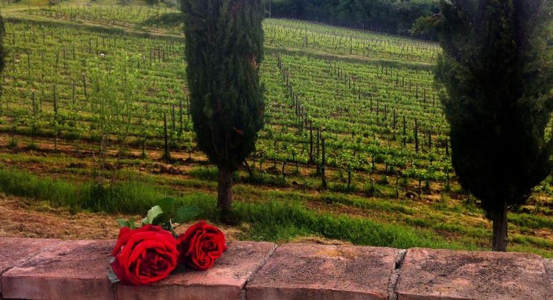Podere Terreno alla Via della Volpaia image