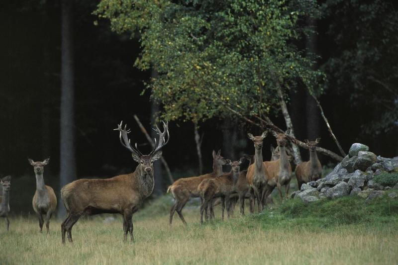 STF Kuskahusen Vandrarhem image