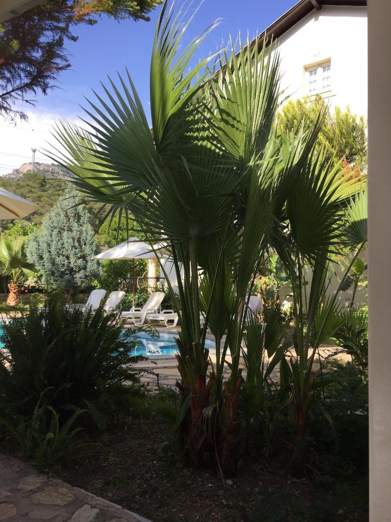 Selya Apart Hotel image
