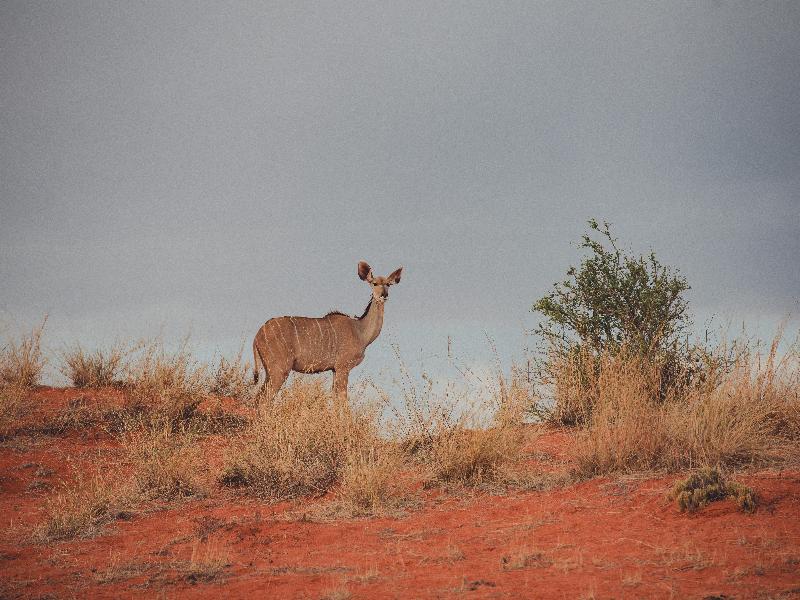 Kalahari Anib Camping2Go image