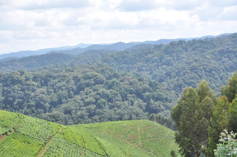 Nyungwe Nziza Ecolodge