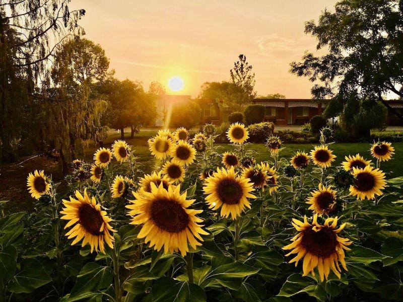 Quirindi Sunflower Motor Inn image