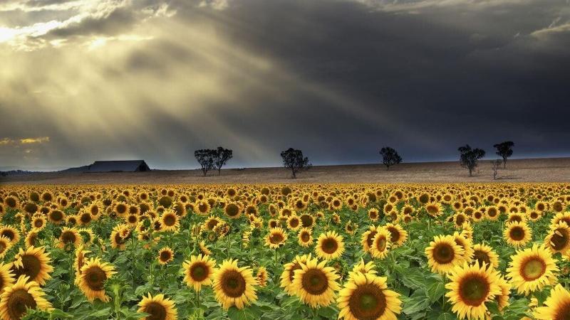 Quirindi Sunflower Motor Inn image