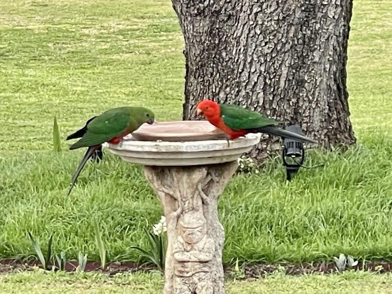 Quirindi Sunflower Motor Inn image
