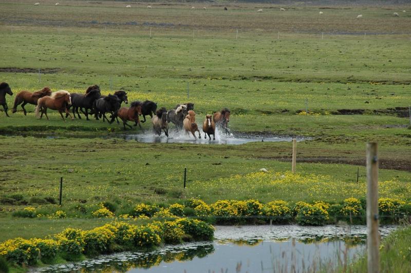 SmÃ¡ratÃºn Farm Eco Lodges — general view