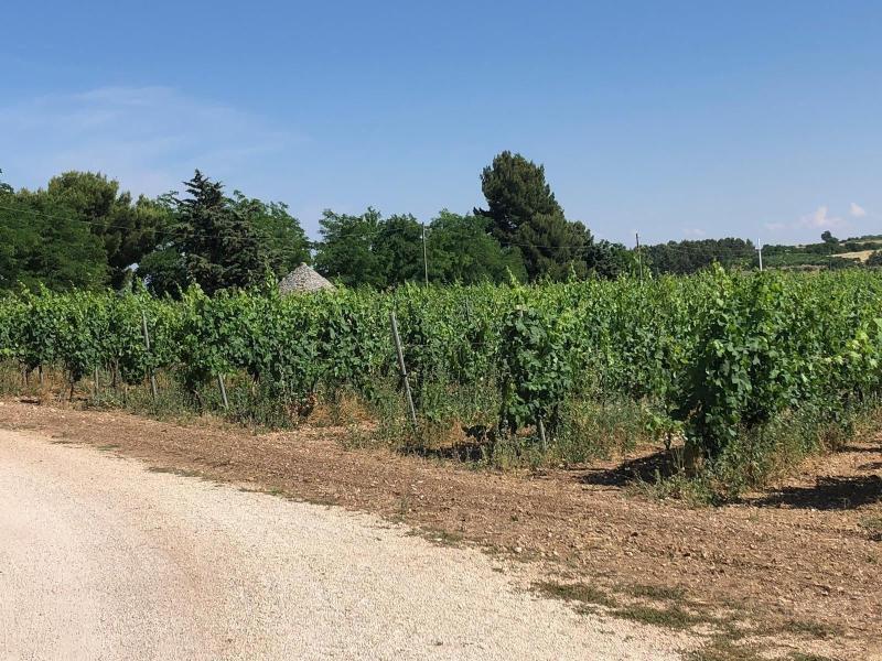 Ai Pilieri di Bagnoli image