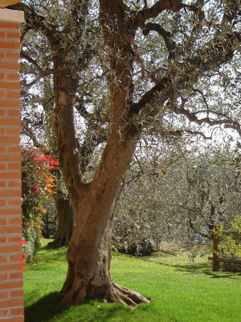 Agriturismo Le Tese image