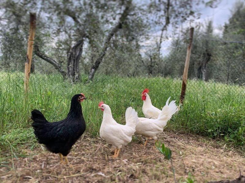 Agriturismo L'Antica Fornace image
