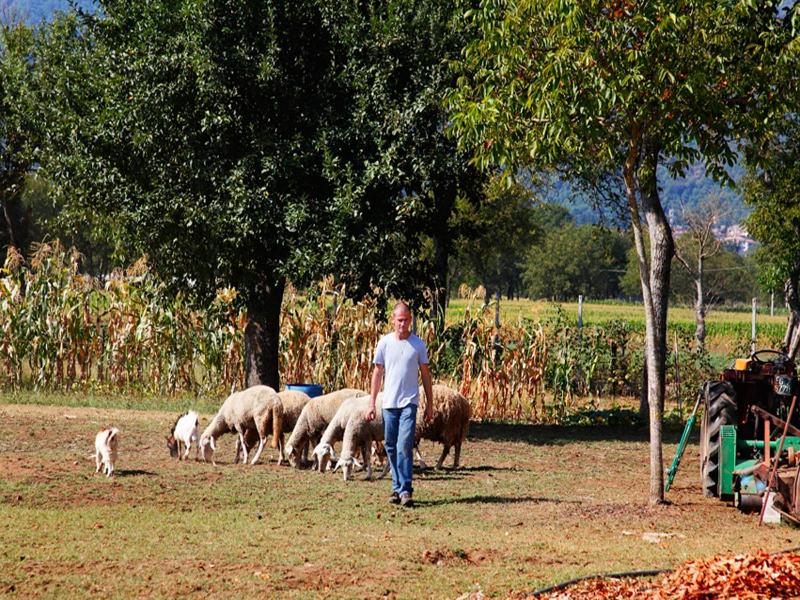 Azienda Agrituristica Pericle image