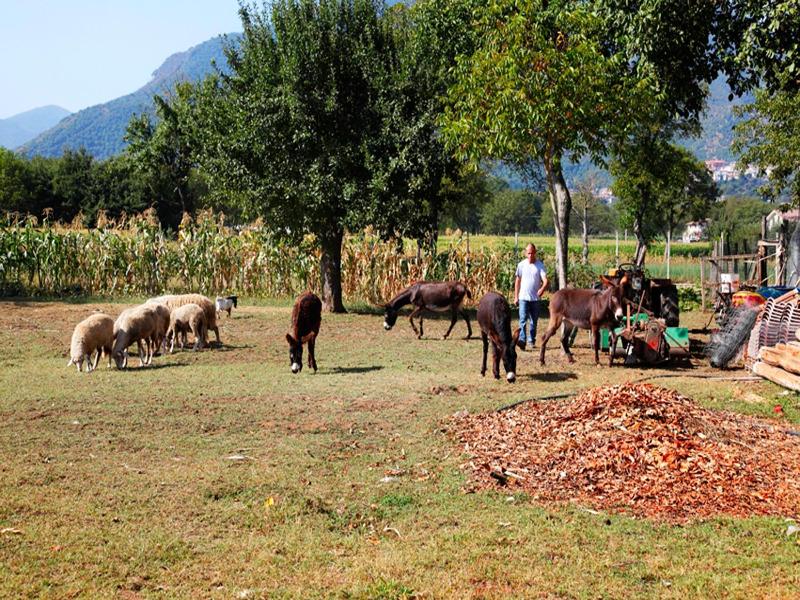 Azienda Agrituristica Pericle image