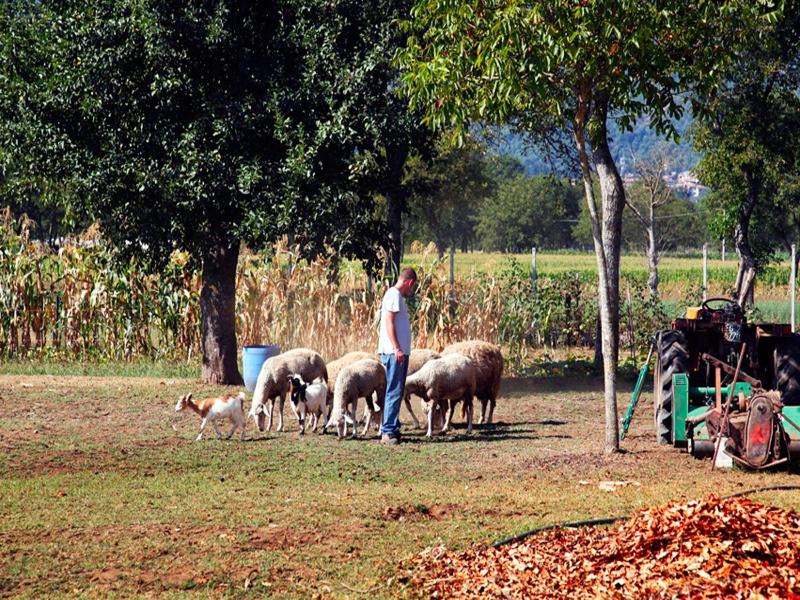 Azienda Agrituristica Pericle image