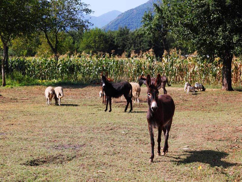 Azienda Agrituristica Pericle image