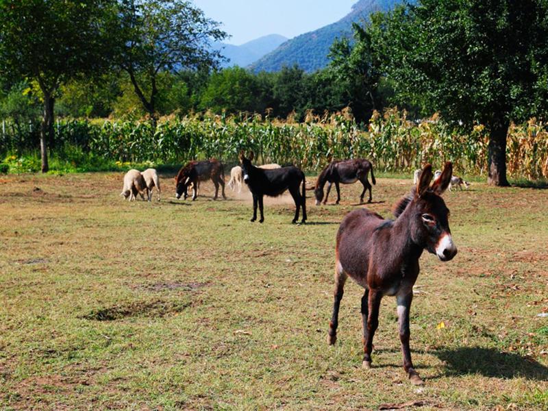 Azienda Agrituristica Pericle image