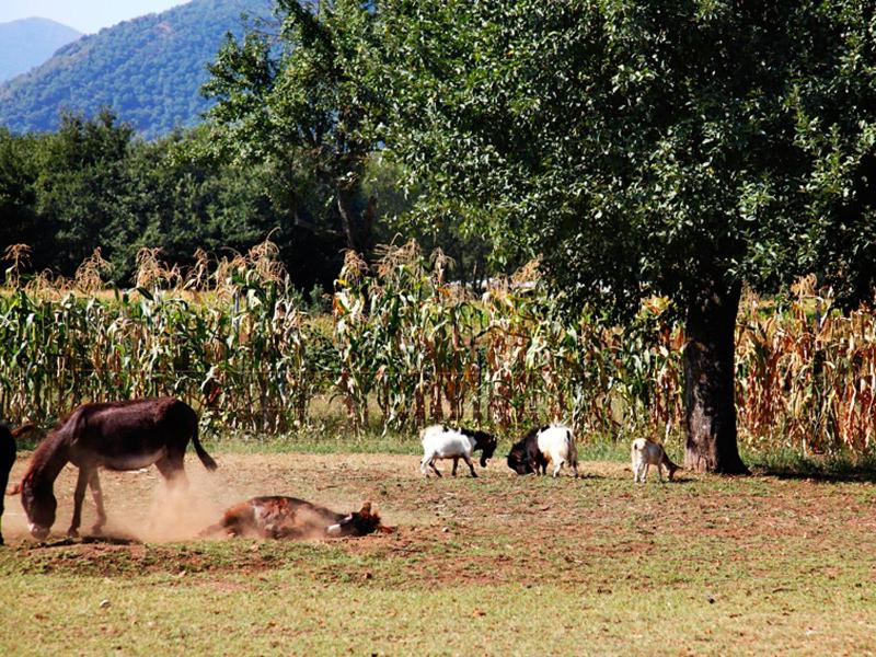 Azienda Agrituristica Pericle image