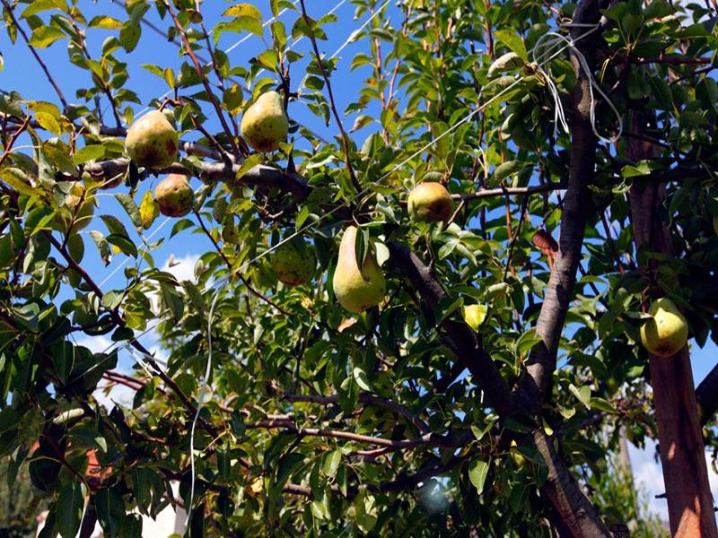 Azienda Agrituristica Pericle image