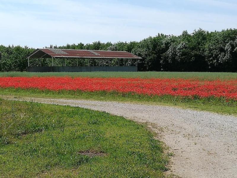 Agriturismo Ai Due Leoni image