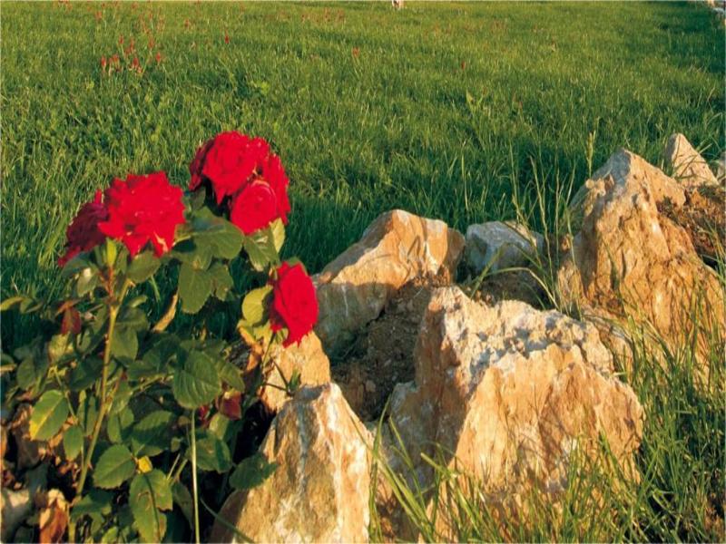 Agriturismo Summer — general view