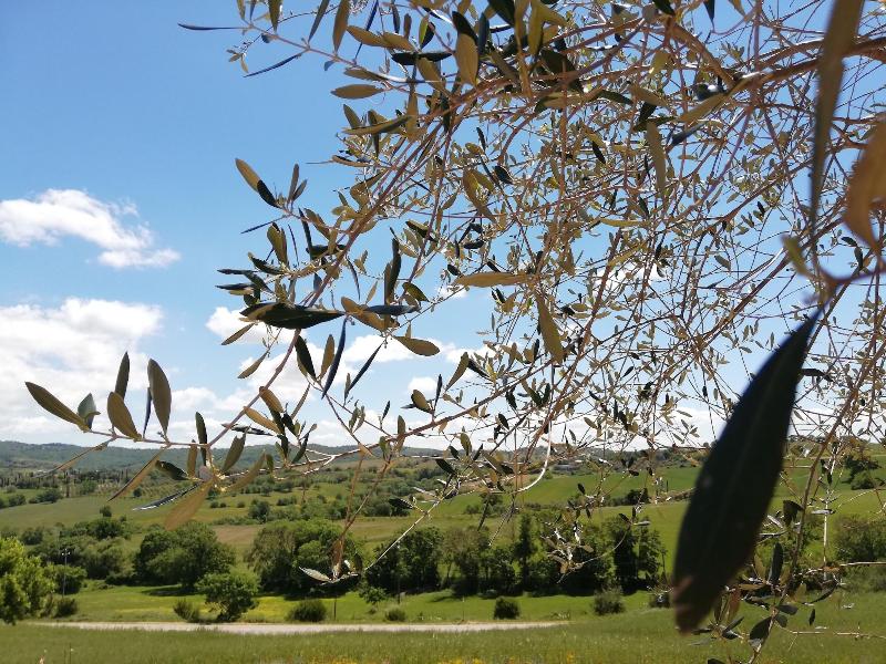 Agriturismo Le Piccole Macie image